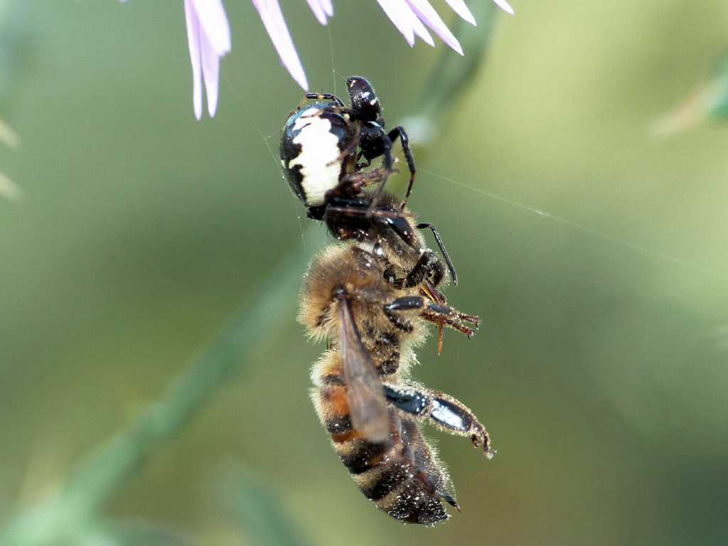 Synema globosum con preda (ape) - S. Severa (RM)